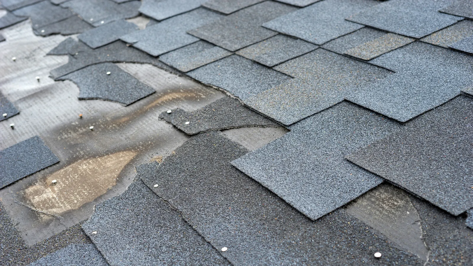 Roof with torn-away shingles revealing nail heads and underlayment